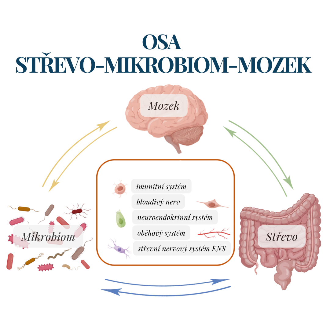 Osa střevo mikrobiom mozek